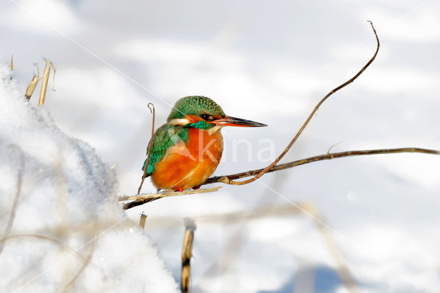 Kingfisher (Alcedo atthis)