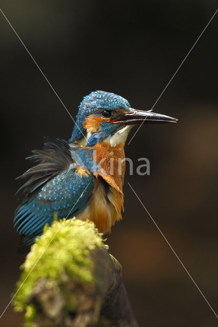 Kingfisher (Alcedo atthis)