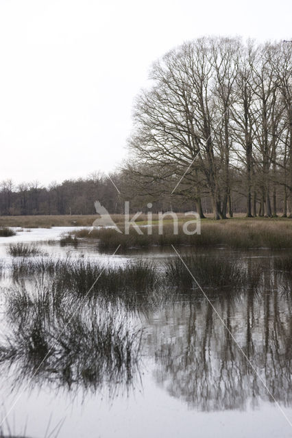 Kampina