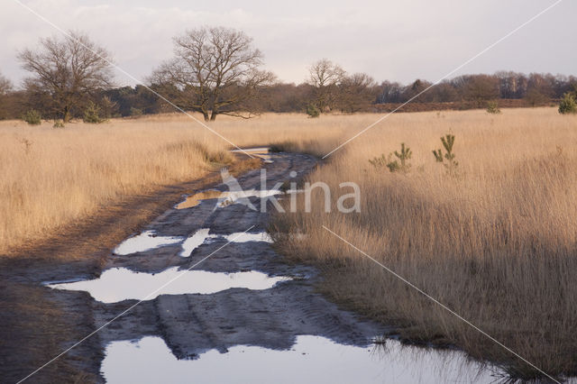 Kampina