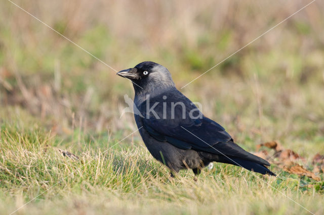 Eurasian Jackdaw (Corvus monedula)