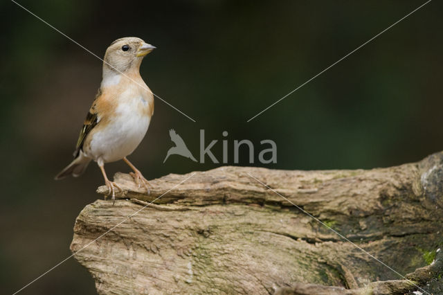 Brambling (Fringilla montifringilla)