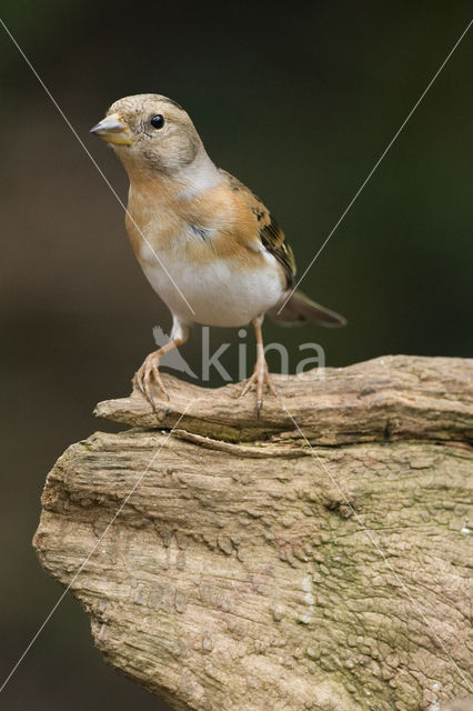 Brambling (Fringilla montifringilla)