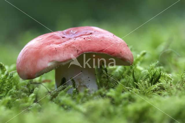 Kleibosrussula (Russula pseudointegra)