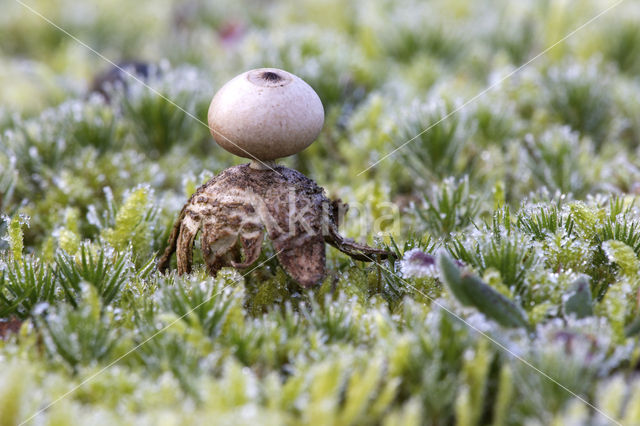 Kleine aardster (Geastrum minimum)