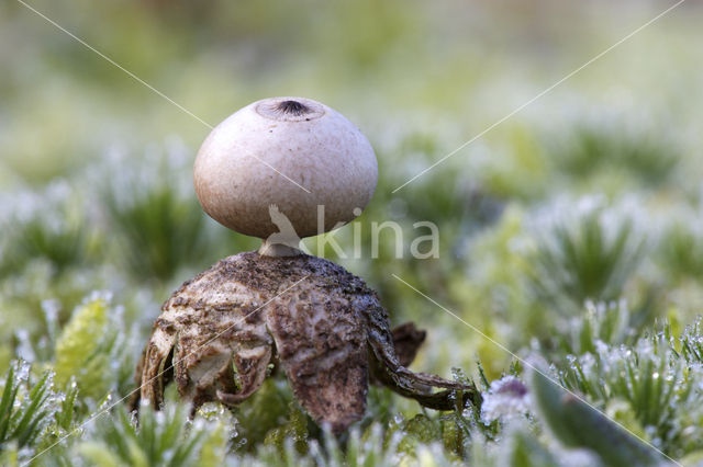 Kleine aardster (Geastrum minimum)