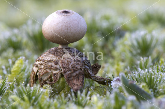 Kleine aardster (Geastrum minimum)