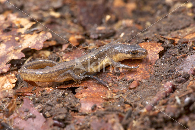 Smooth Newt (Triturus vulgaris)