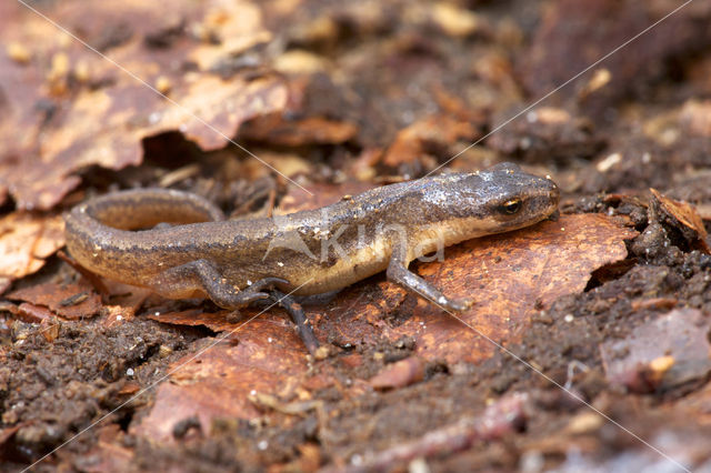 Kleine watersalamander (Triturus vulgaris)