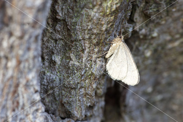 Kleine wintervlinder (Operophtera brumata)