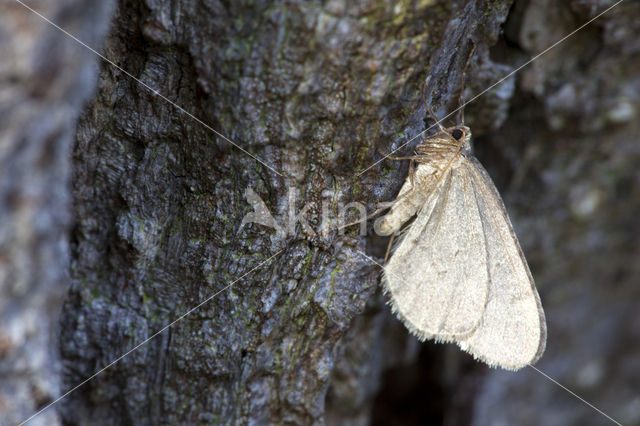 Kleine wintervlinder (Operophtera brumata)