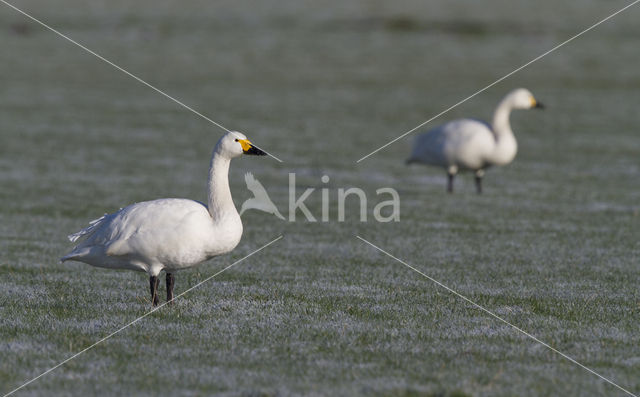 Kleine zwaan (Cygnus bewickii)