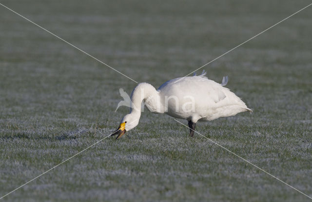 Kleine zwaan (Cygnus bewickii)