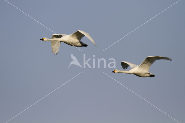 Kleine zwaan (Cygnus bewickii)