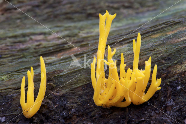 Kleverig koraalzwammetje (Calocera viscosa)