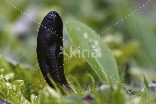 Kleverige aardtong (Geoglossum glutinosum)