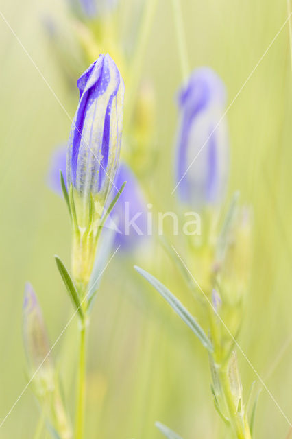 Klokjesgentiaan (Gentiana pneumonanthe)