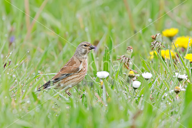 Eurasian Linnet (Carduelis cannabina)
