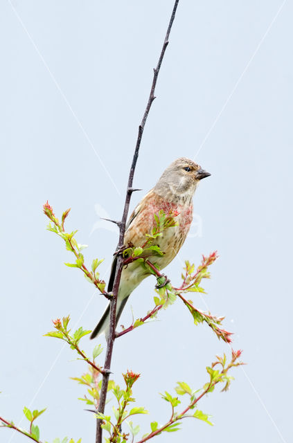 Kneu (Carduelis cannabina)