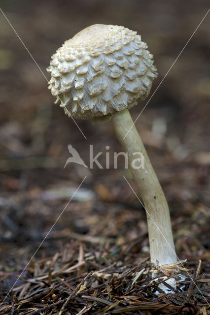 Knolparasolzwam (Macrolepiota rachodes)