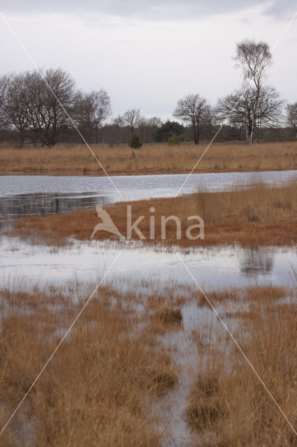 Knolrus (Juncus bulbosus)