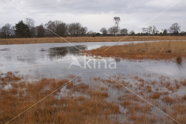 Knolrus (Juncus bulbosus)