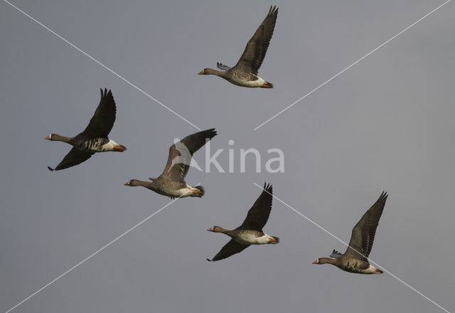 White-fronted goose (Anser albifrons)