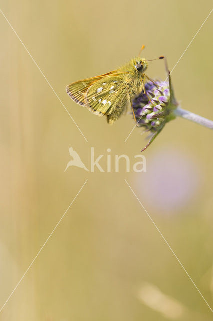 Silver-spotted Skipper (Hesperia comma)