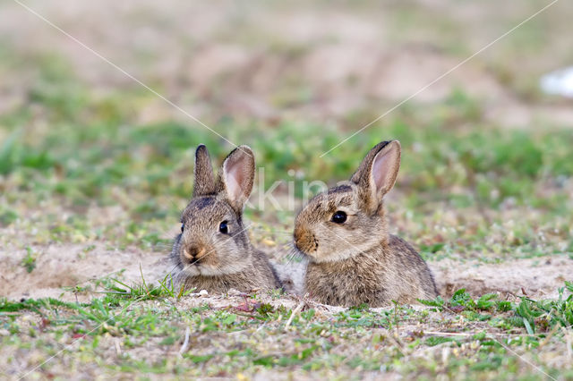 Rabbit (Oryctolagus cuniculus)
