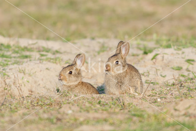Rabbit (Oryctolagus cuniculus)