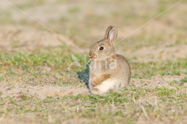 Rabbit (Oryctolagus cuniculus)
