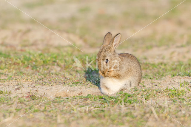 Rabbit (Oryctolagus cuniculus)