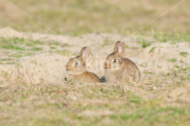 Rabbit (Oryctolagus cuniculus)