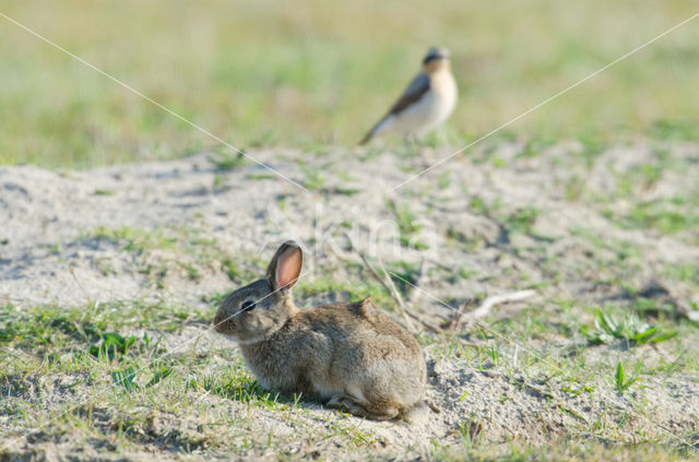 Konijn (Oryctolagus cuniculus)