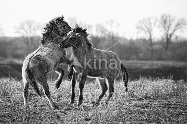 Konik horse  (Equus spp)