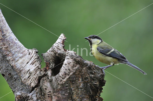Koolmees (Parus major)