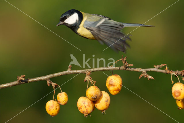 Koolmees (Parus major)