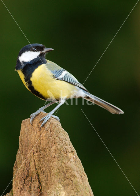 Great Tit (Parus major)