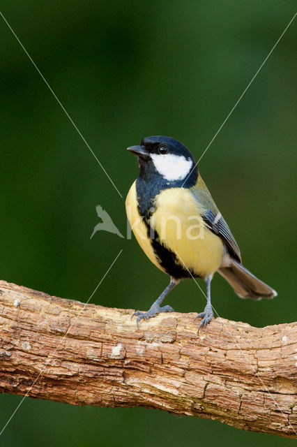 Koolmees (Parus major)