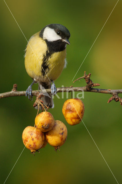 Great Tit (Parus major)