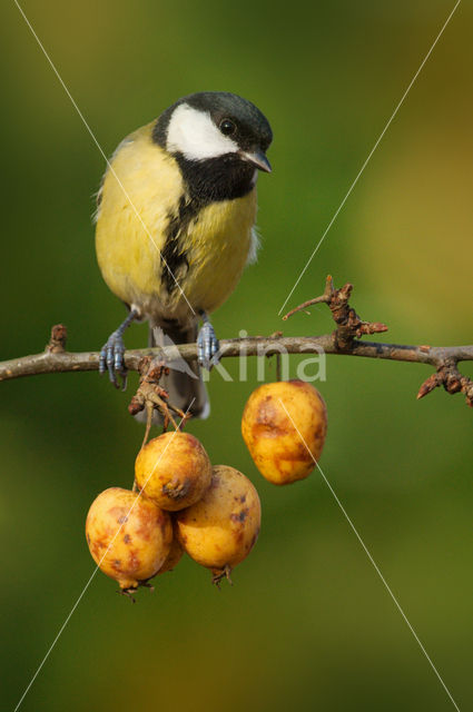 Koolmees (Parus major)