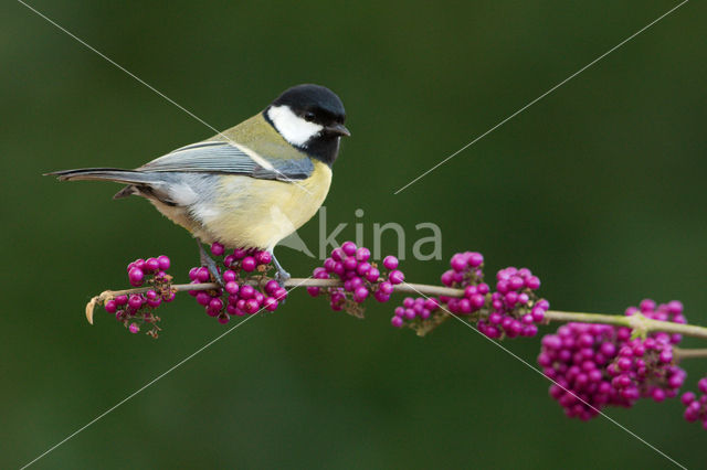 Koolmees (Parus major)