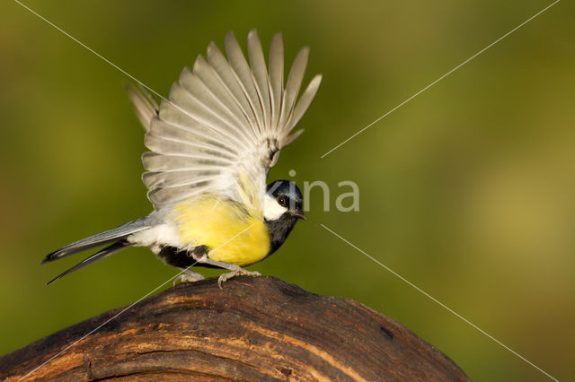 Koolmees (Parus major)