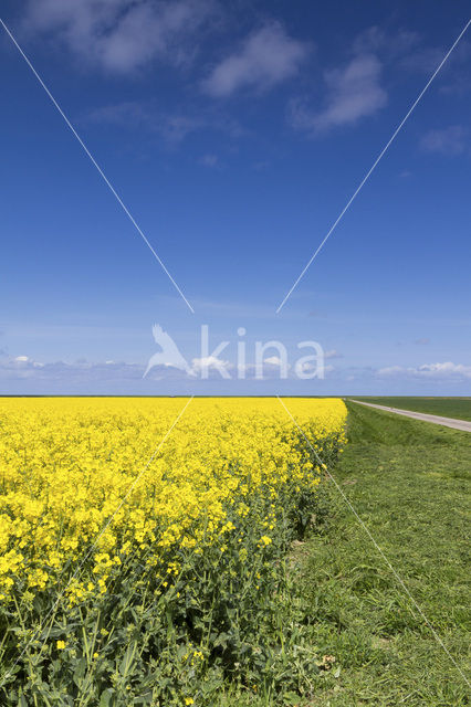 Koolzaad (Brassica napus)