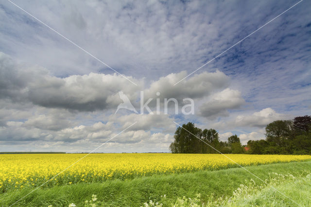 Koolzaad (Brassica napus)