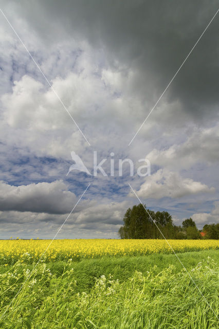 Koolzaad (Brassica napus)