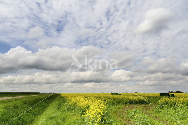 Koolzaad (Brassica napus)