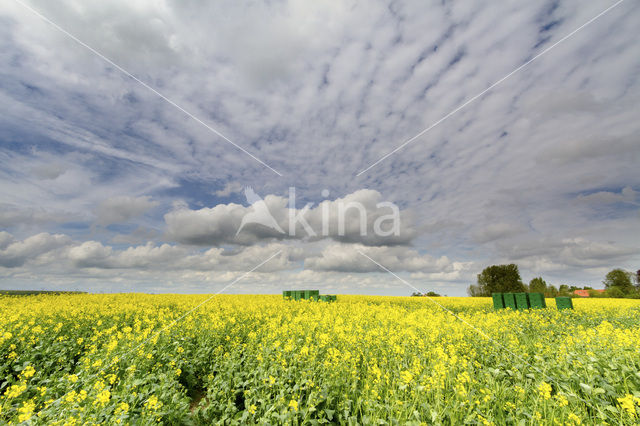 Koolzaad (Brassica napus)