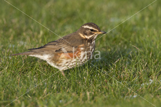 Koperwiek (Turdus iliacus)