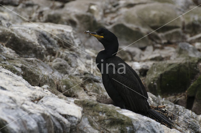 Kuifaalscholver (Phalacrocorax aristotelis)